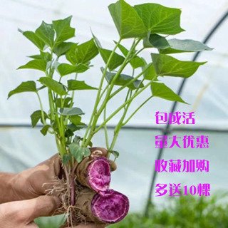 紫薯苗批发市场基地